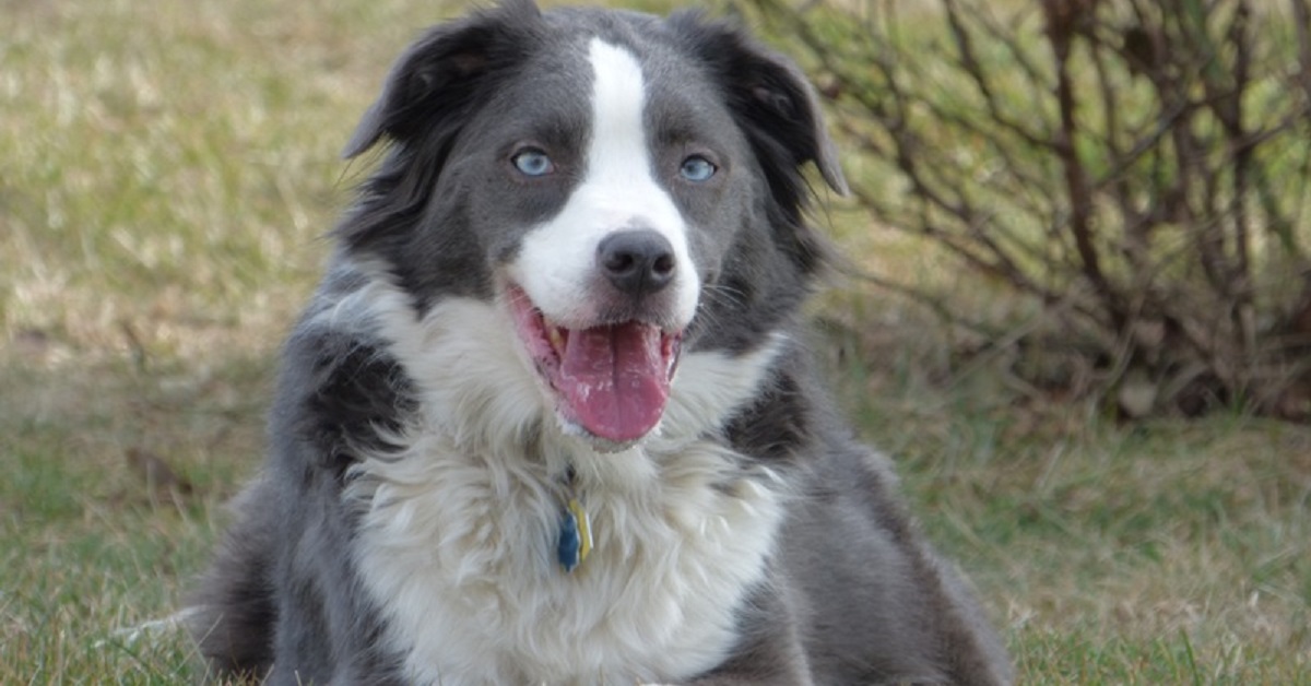 Mika, la Collie Shepherd che non riesce a stare senza i suoi giocattoli (FOTO)