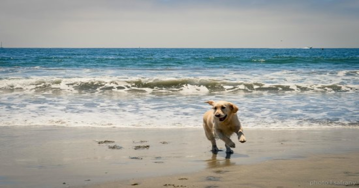 cane sulla riva del mare