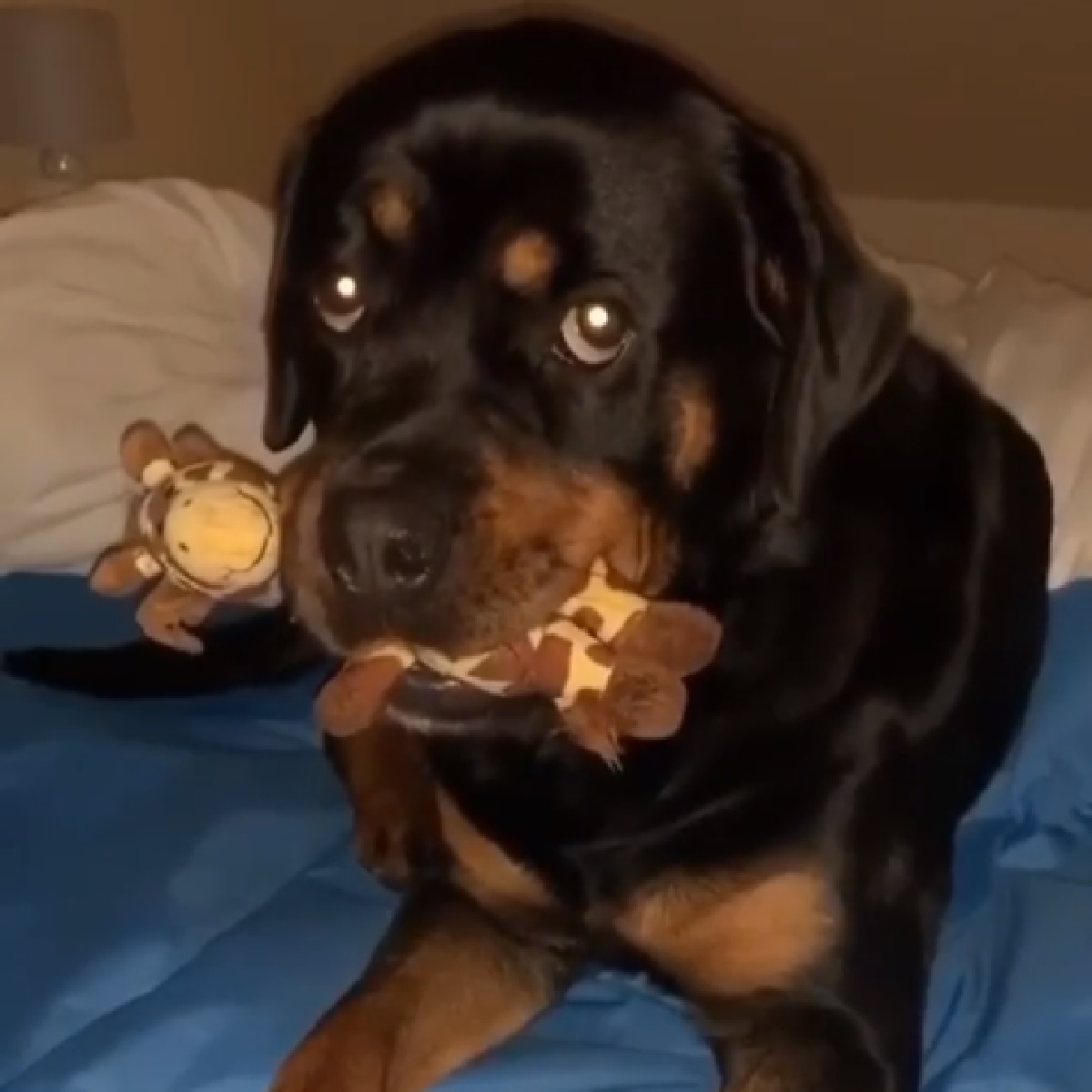 nala cagnolina rottweiler parlano di lei