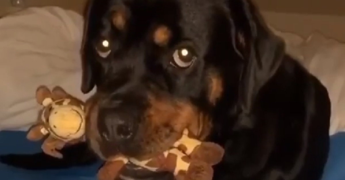Nala, la cucciola Rottweiler gioca con la sua giraffa pupazzo (VIDEO)