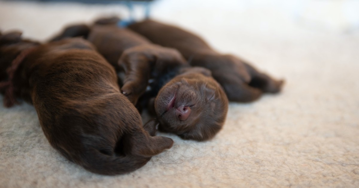 come rianimare un cucciolo di cane