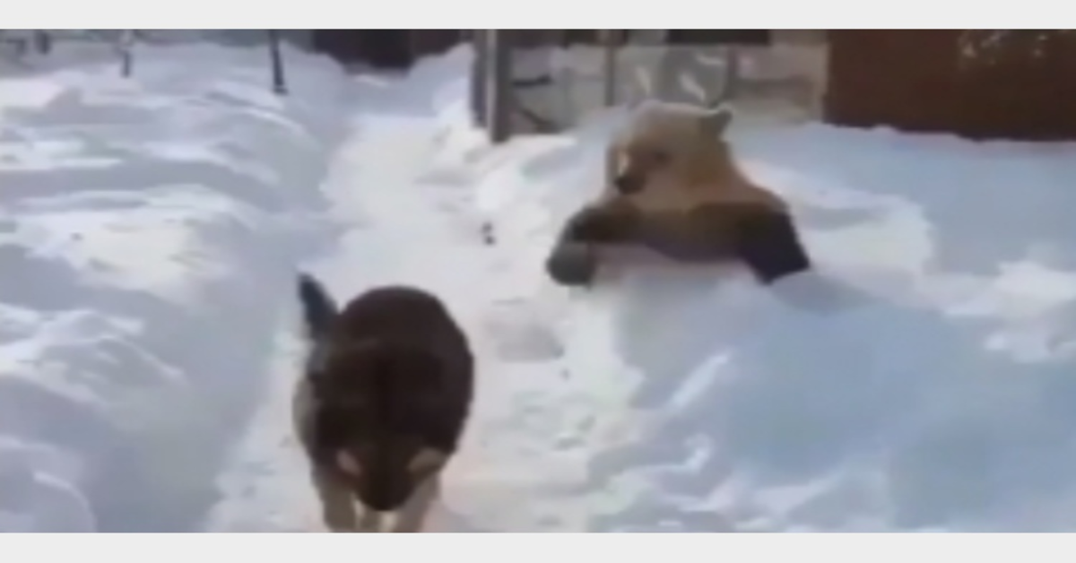 orso giocherellone vuole giocare con cane lupo