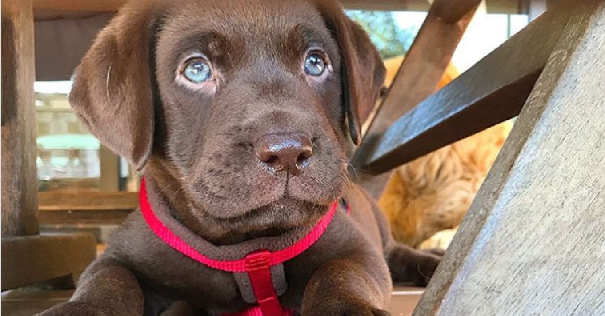 Oscar, il cucciolo di Labrador che sta stupendo i social (VIDEO)