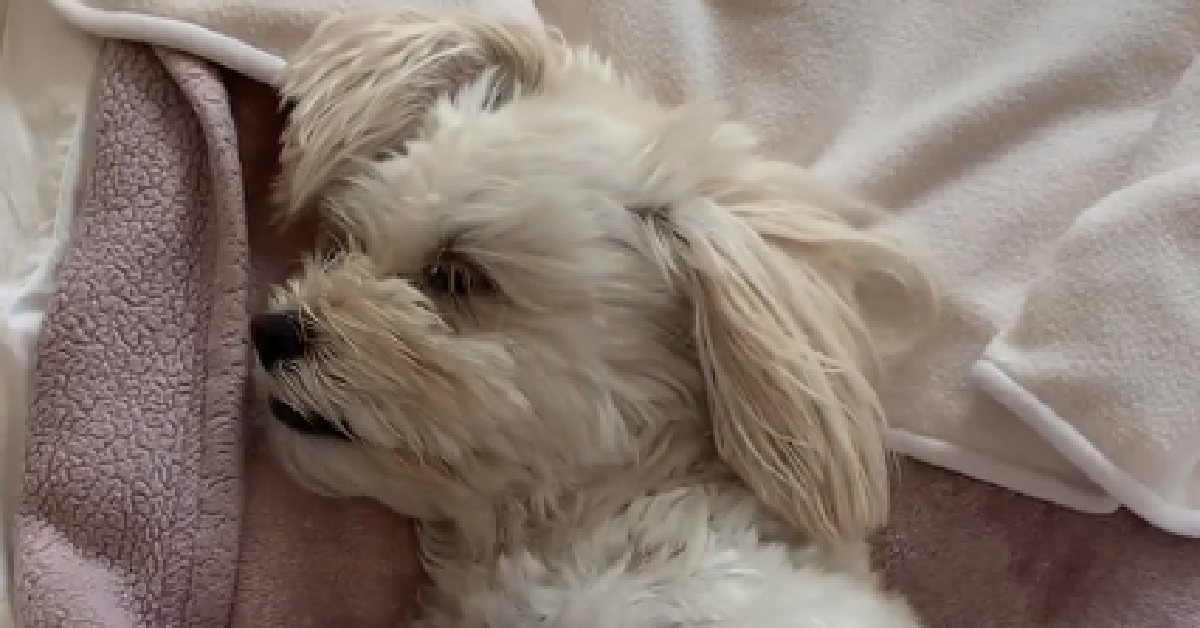 Pani, la cagnolina arrivata dall’Iran viene adottata (VIDEO)
