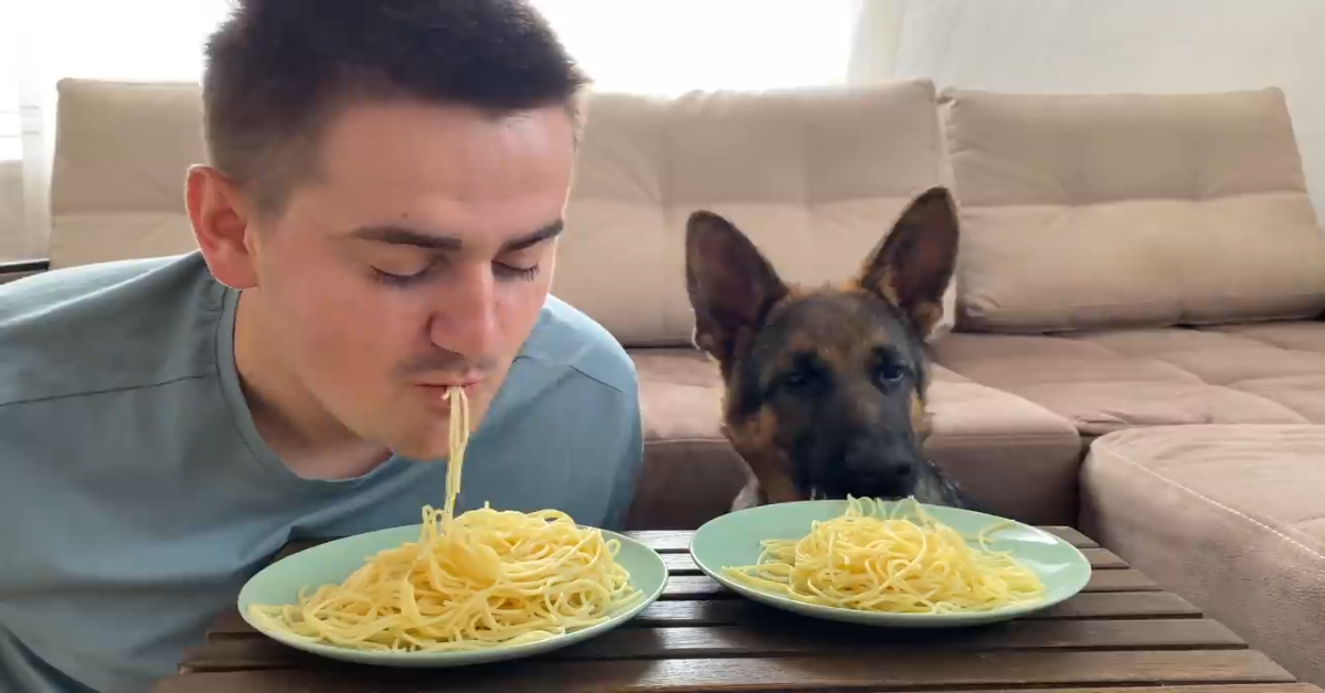 Questo cucciolo di Pastore tedesco compete con il padrone (VIDEO)