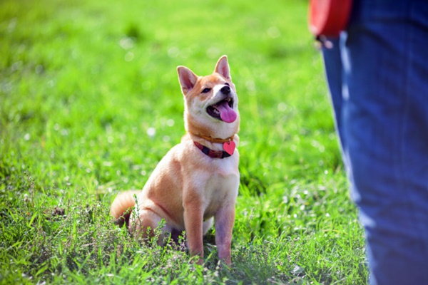 cane shiba inu che guarda il suo padrone