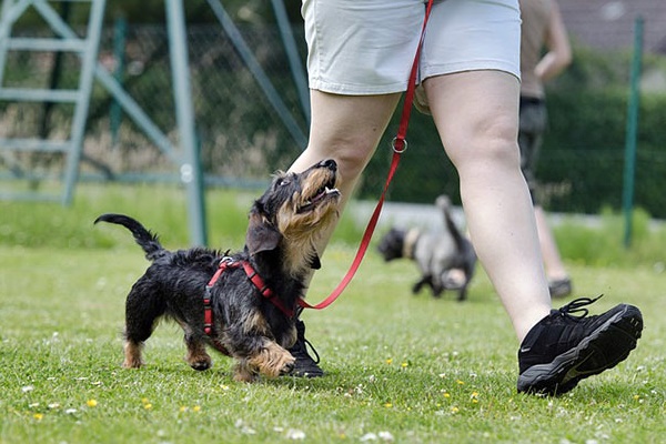 camminare con il cane al guinzaglio