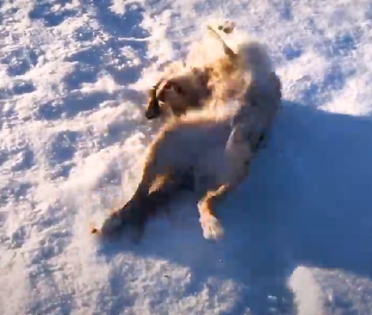 penny cagnolina impazzisce neve