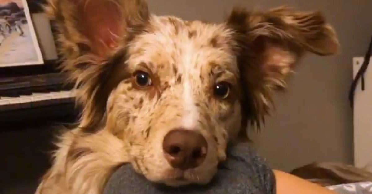 Penny, la cagnolina che non rinuncerebbe mai ad una coccola (VIDEO)