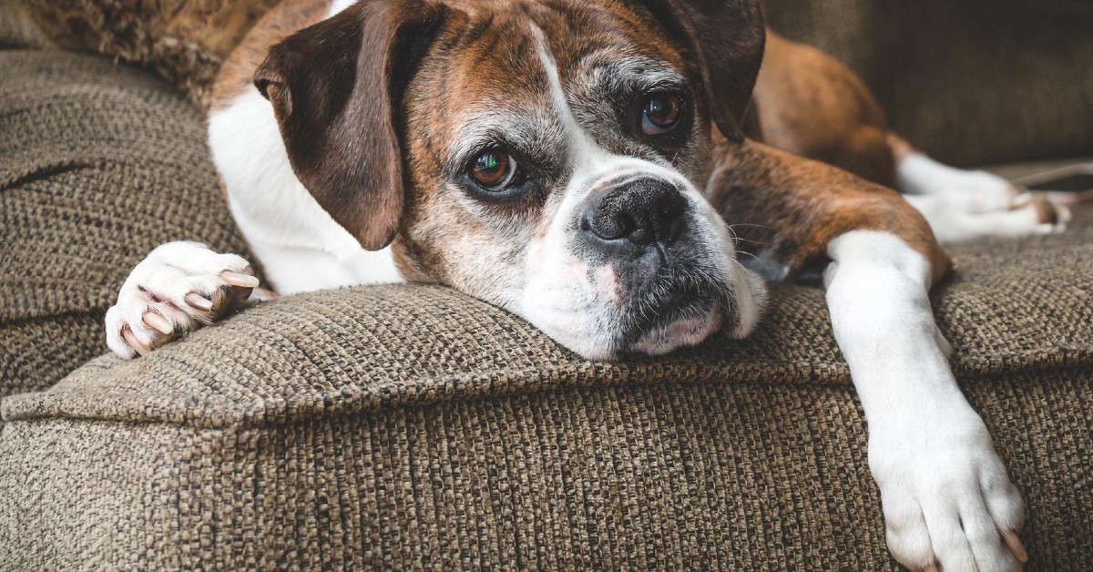 Perchè i cani gemono quando si sdraiano? Tutte le ragioni di questo gesto