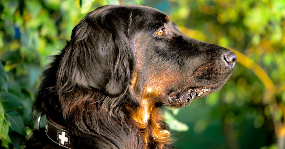 cuccioli di setter gordon