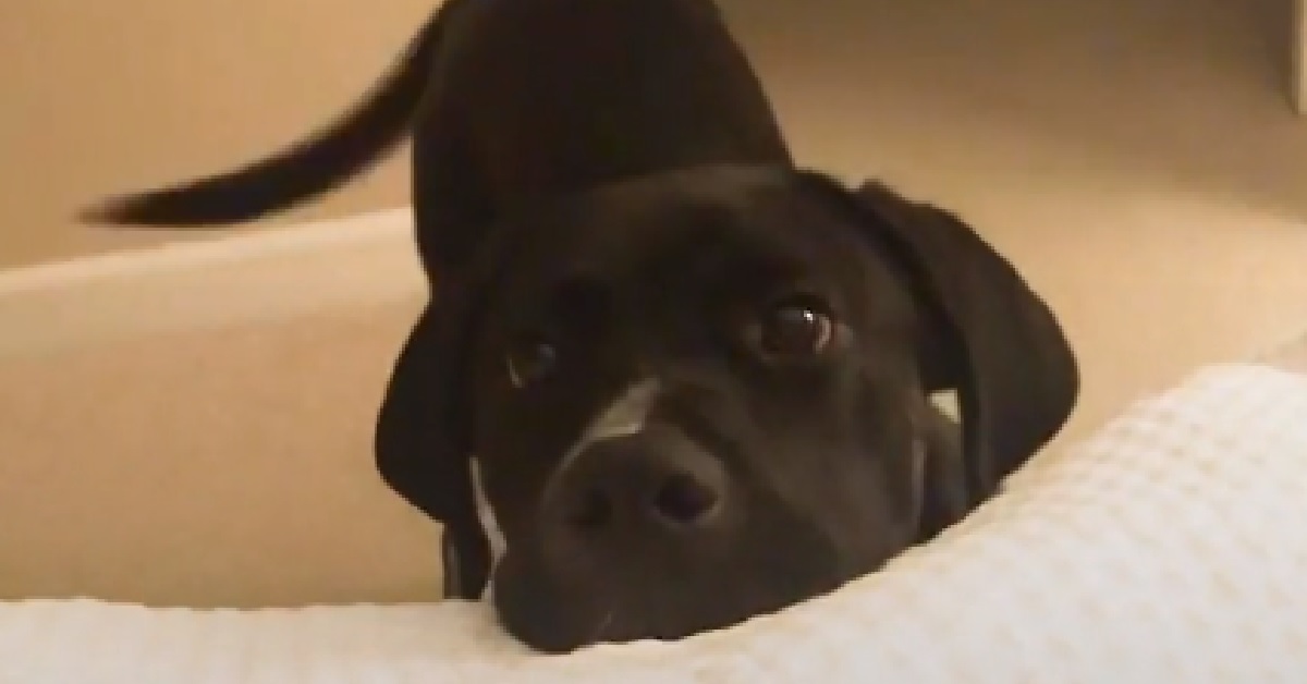 Pito, il cucciolo salvato dalla strada scopre l’amore (VIDEO)