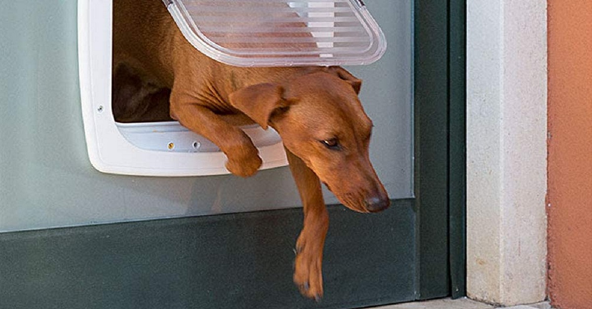 cane usa la porticina per uscire
