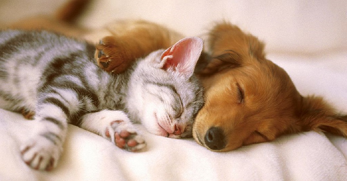 cagnolino e gattino dormono insieme