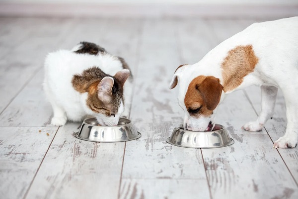 gatto e cagnolino mangiano dalle loro ciotole