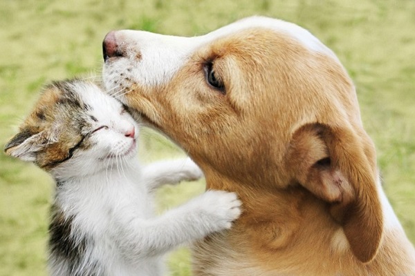 coccole tra cagnolino e gattino