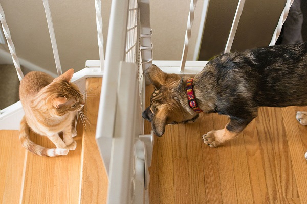 cagnolino e gattino si presentano