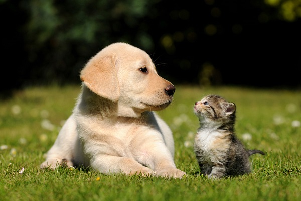 due cuccioli su un prato