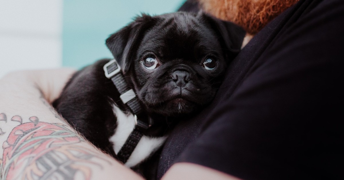 come rianimare un cucciolo di cane