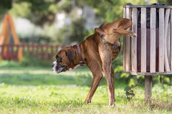 cane urina