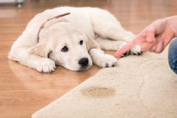 cane ha fatto la pipì sul tappeto