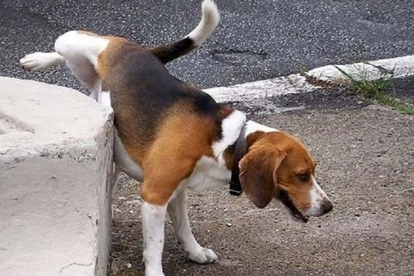 cane beagle fa pipì