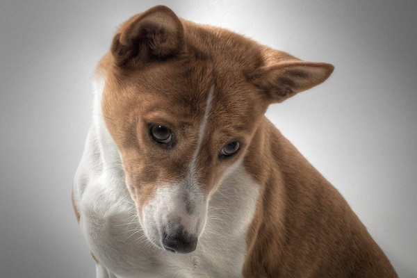 cane ha lo sguardo colpevole