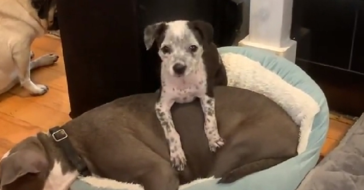 Rebel, la cucciola che ha sempre voglia di giocare (VIDEO)