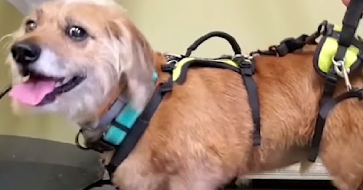 Rupert, il piccolo cagnolino Corgi torna finalmente a camminare (VIDEO)