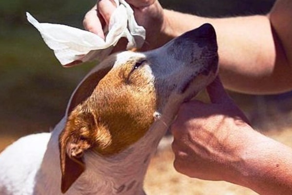 pulire il cane con le salviette