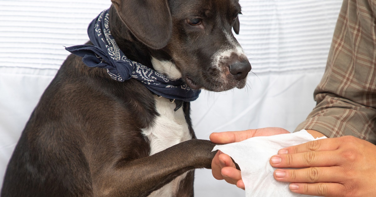 Salviette per il cane, fanno male? Come e quando bisogna usarle