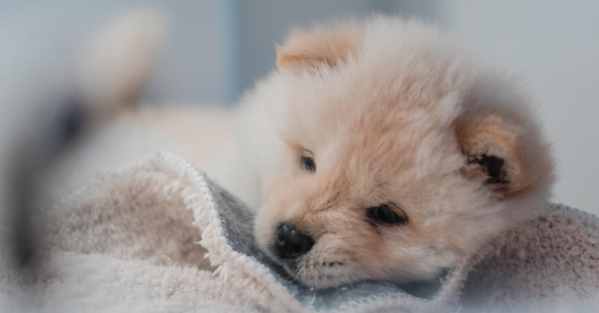 come scegliere un cucciolo di cane