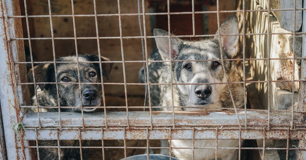 Cani, dove adottarli in Friuli Venezia Giulia: piccola guida