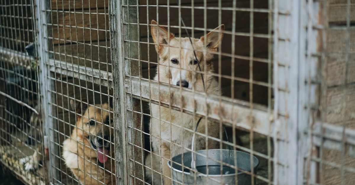 dove adottare un cane in Friuli Venezia Giulia