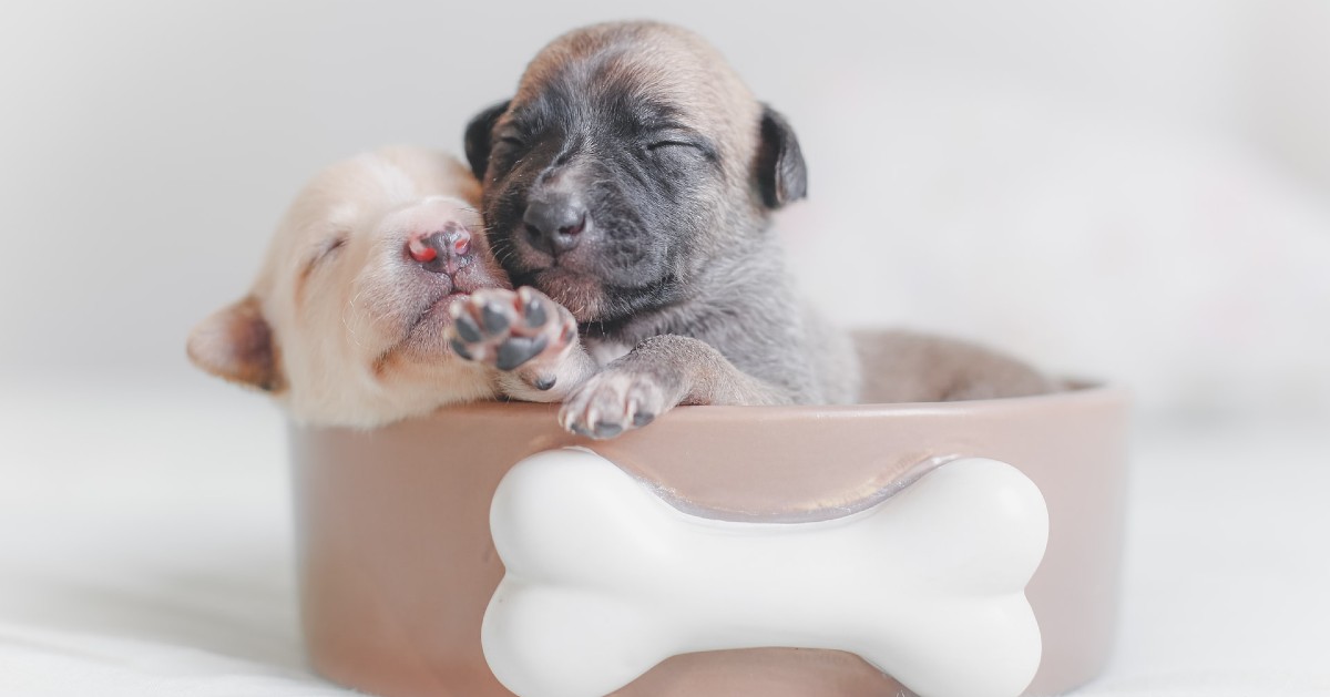 come scegliere un cucciolo di cane