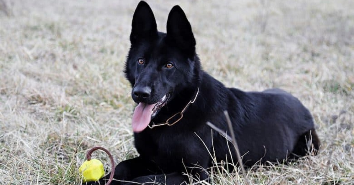 Shiloh, il cagnolino poliziotto che ruba di nascosto il posto al suo proprietario (VIDEO)
