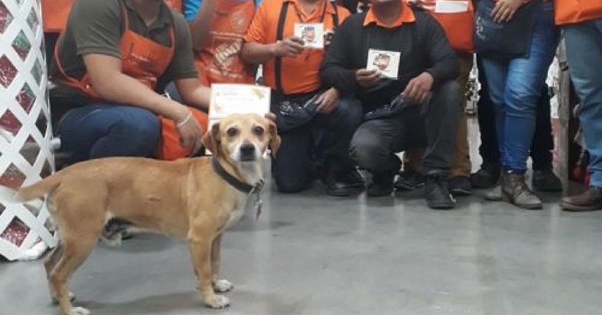 Silicon, il cane randagio che conquista tutti sul posto di lavoro (FOTO)