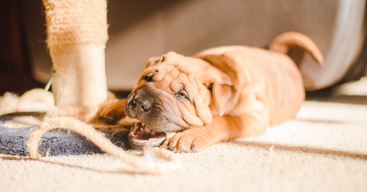 Cuccioli di Shar Pei, come pulirli: tutte le attenzioni e i passaggi