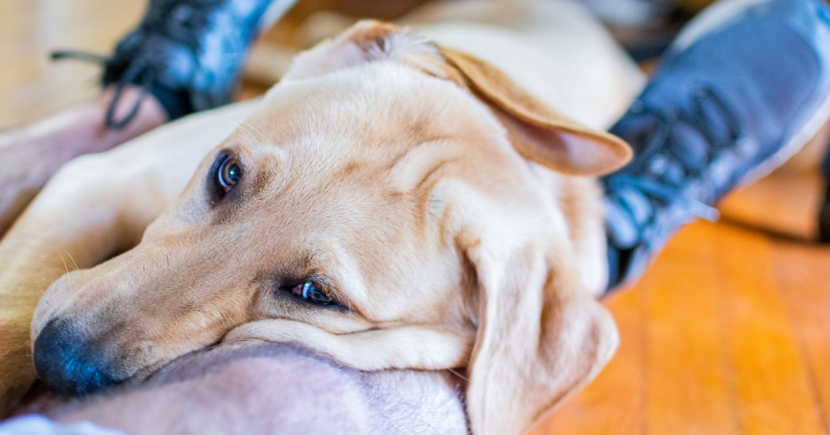 Il cagnolino vuole più attenzioni: come capirlo, perché lo fa e come accontentarlo