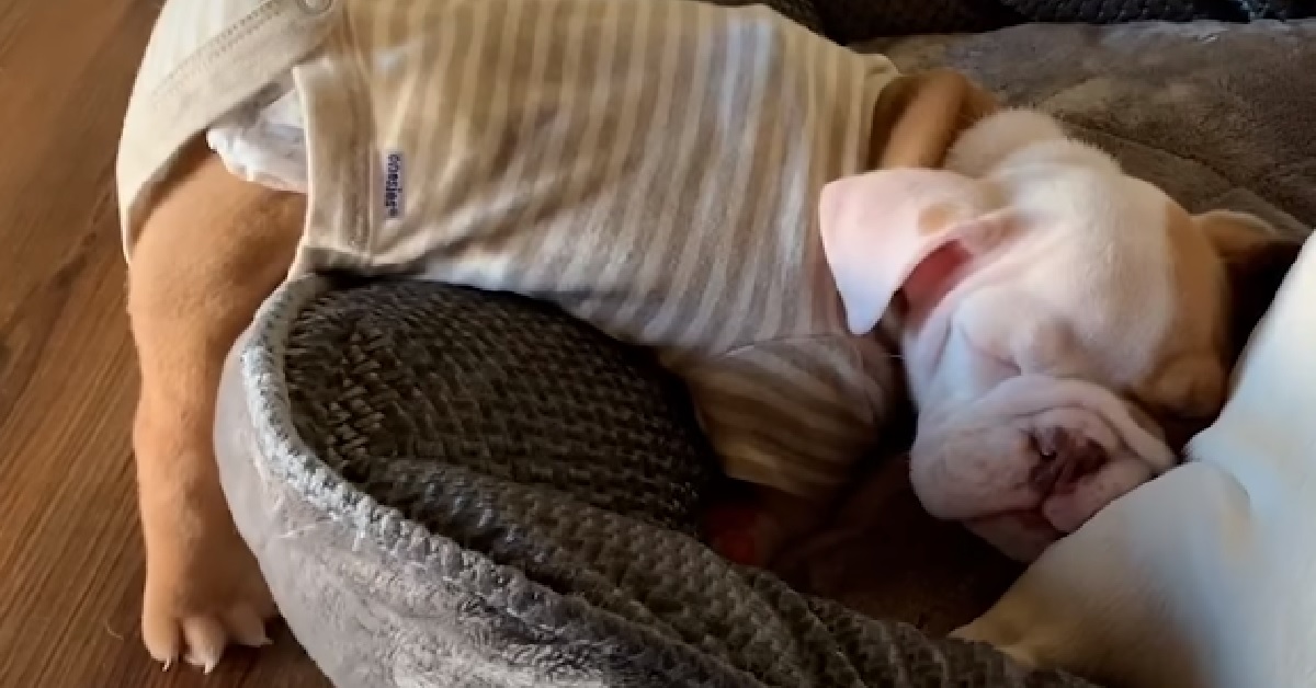 Teddy, il cucciolo senza due zampe trova famiglia (VIDEO)