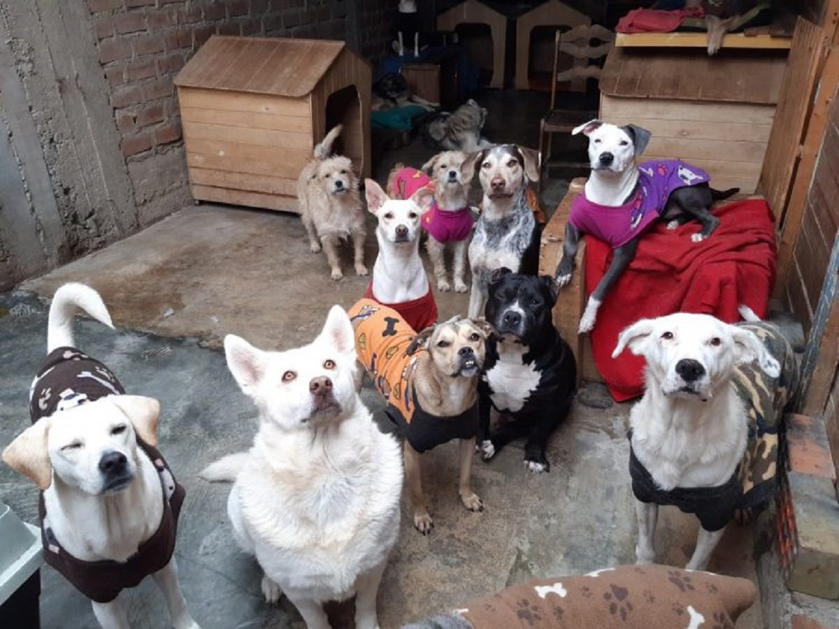 tequila cani rifugio servizio fotografico