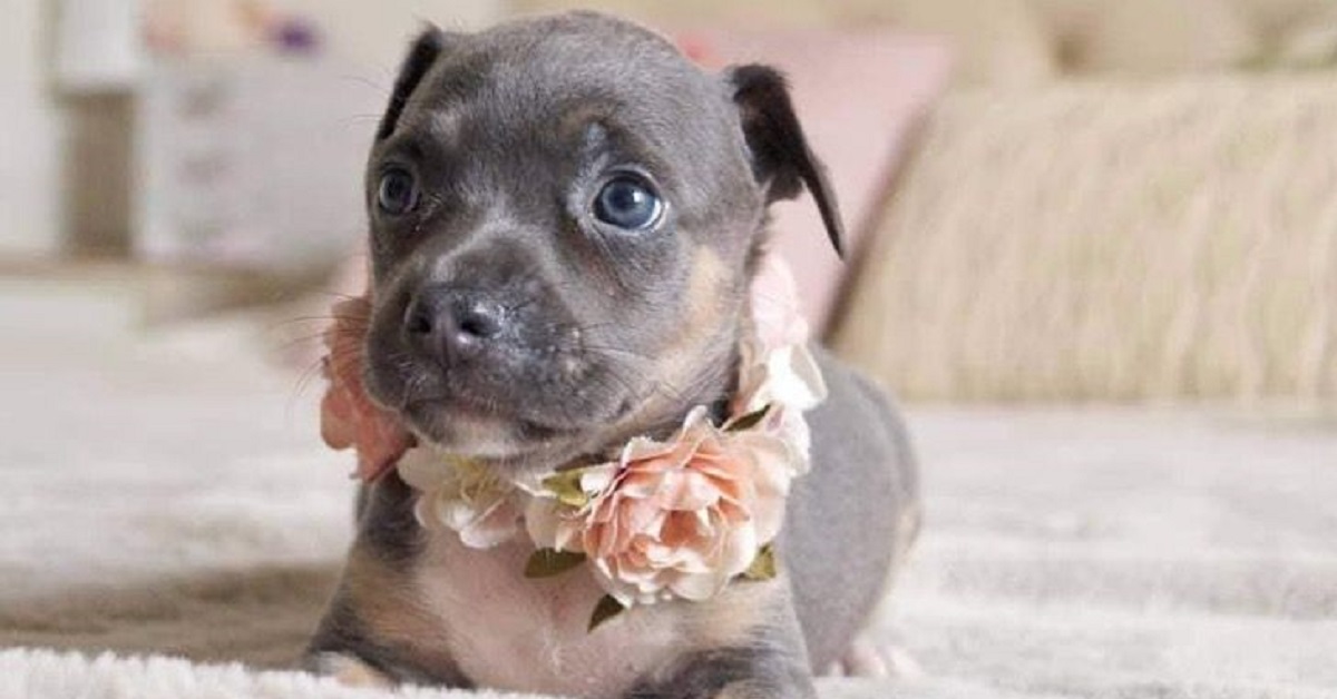 Tequila, la cucciola e il suo servizio fotografico per l’adozione (FOTO)