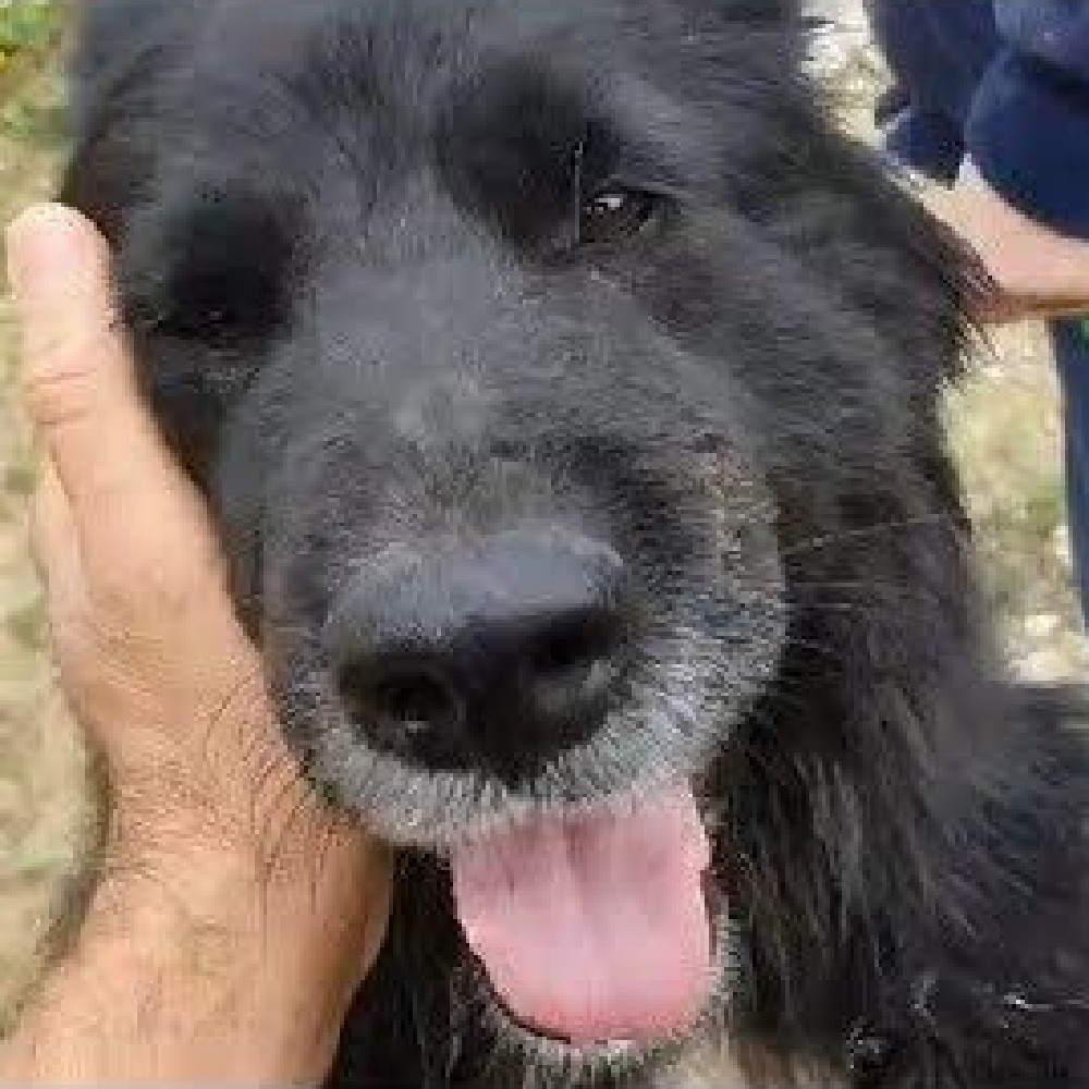 themis cagnolina pronta adozione