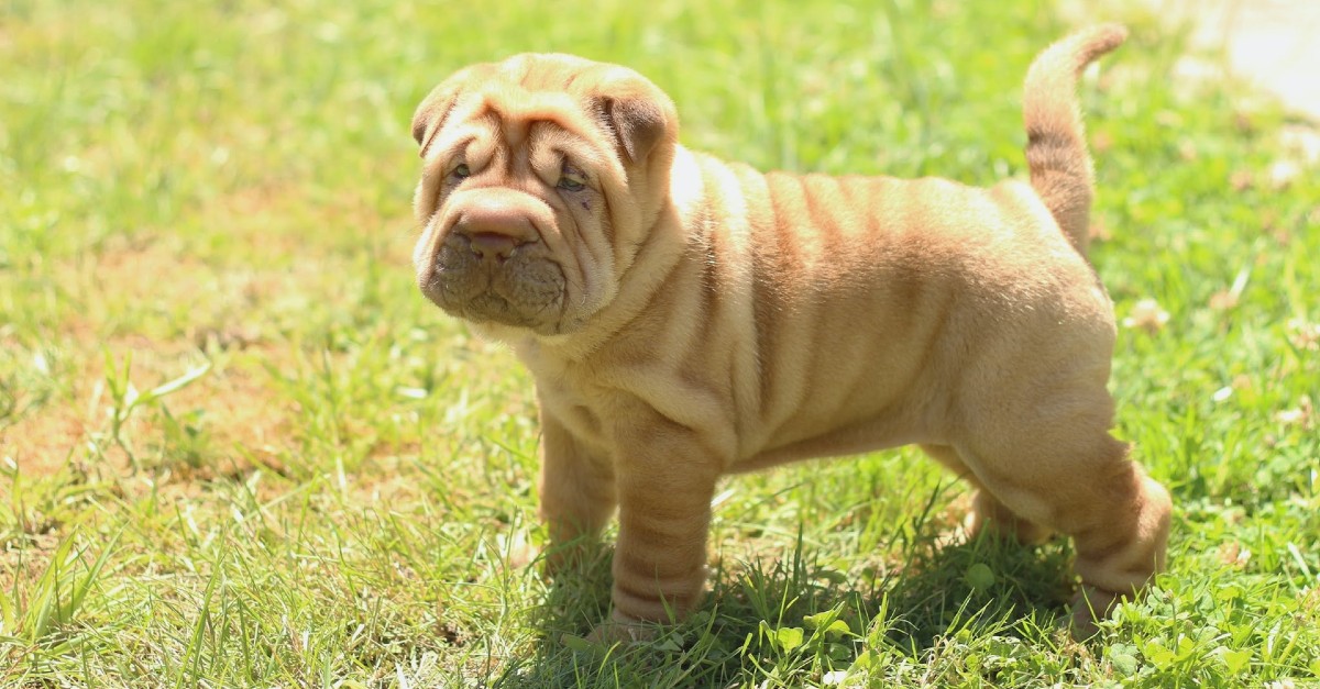 cuccioli di shar pei come pulirli