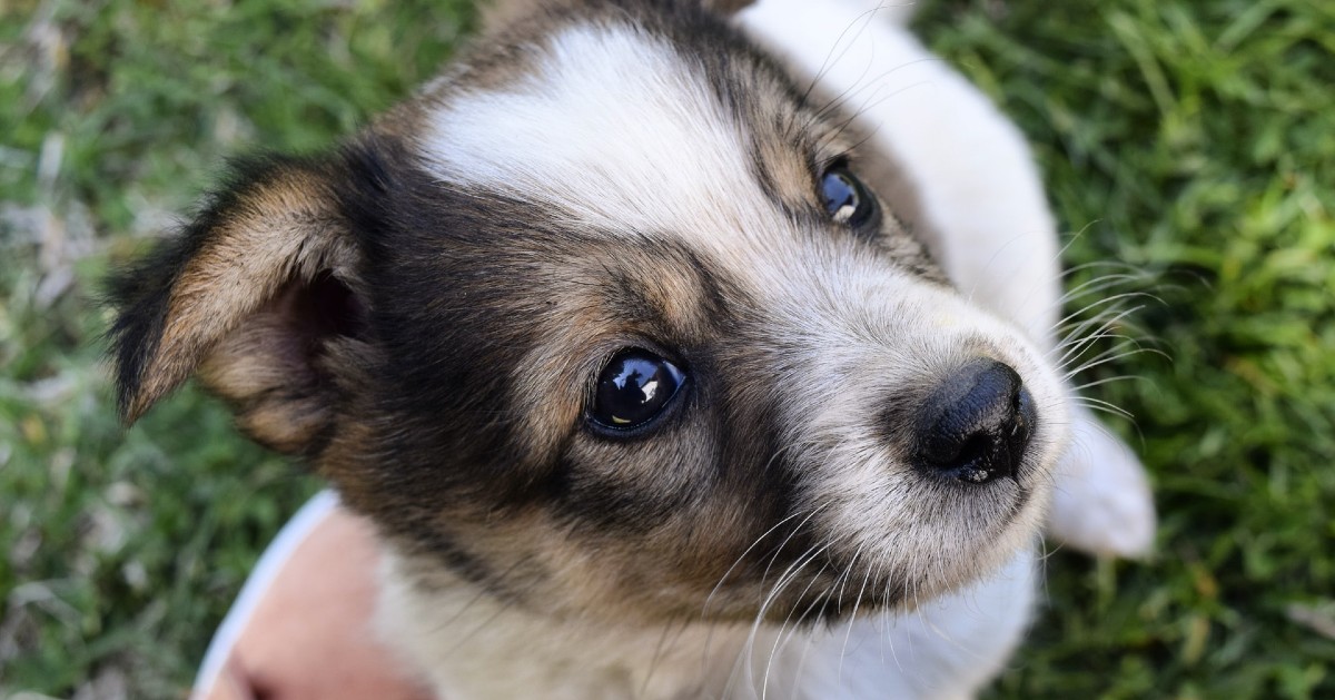 come capire se il cucciolo di cane ha i vermi