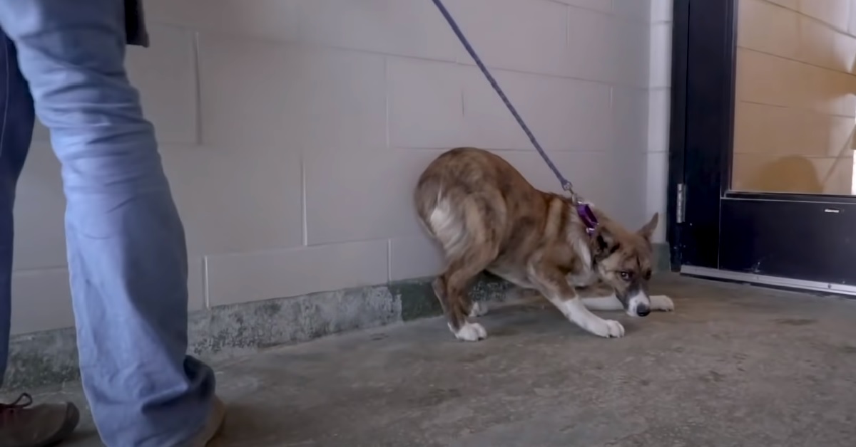 Tobi, il cucciolo che ha trasformato la sua paura in amore (VIDEO)