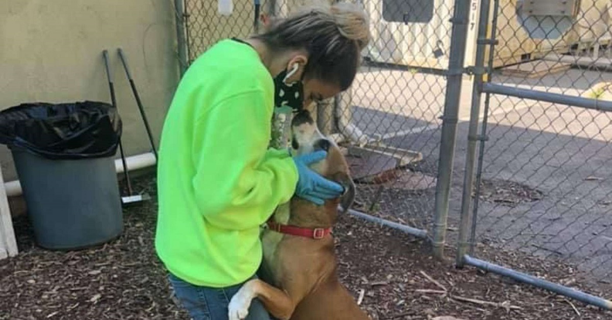 Toro, il cagnolino randagio che ama abbracciare tutti (VIDEO)