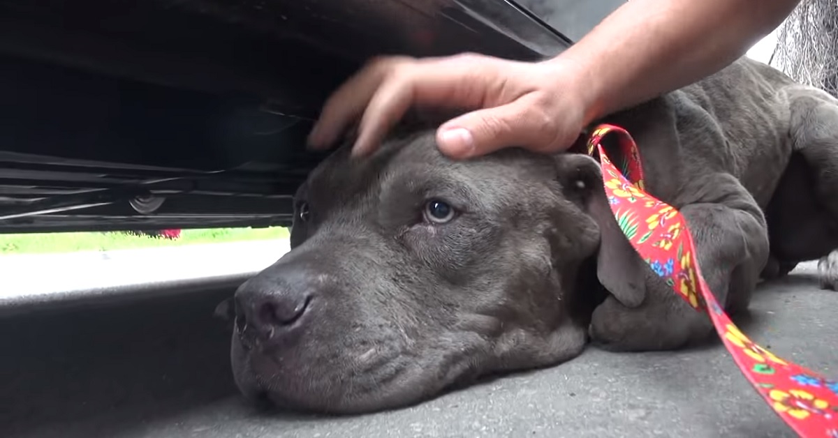 Tyrion, il Pitbull spaventato dalla strada si rifugia sotto un’auto (VIDEO)