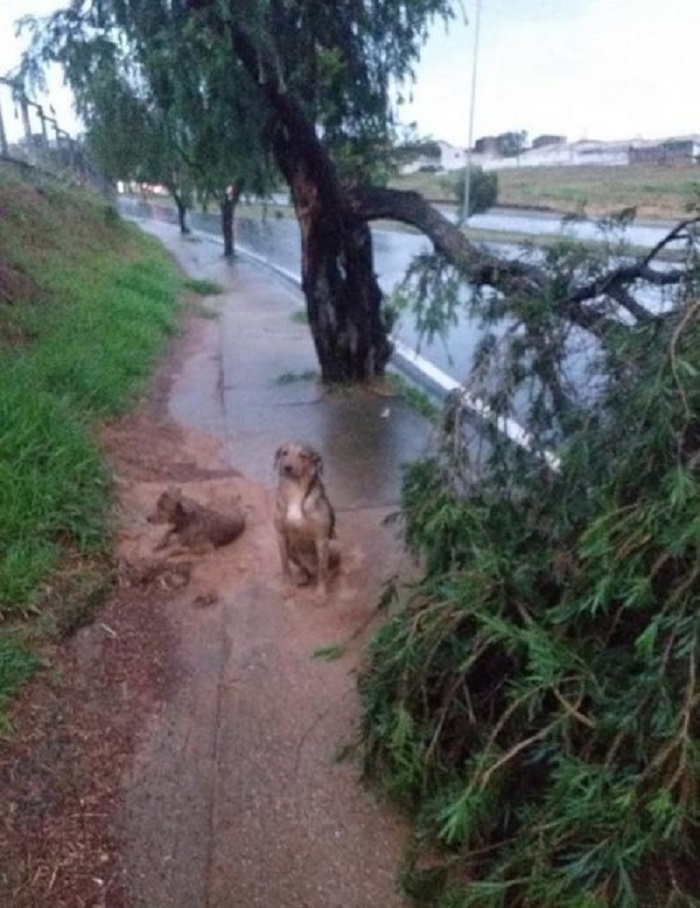 soccorso cucciolo pioggia