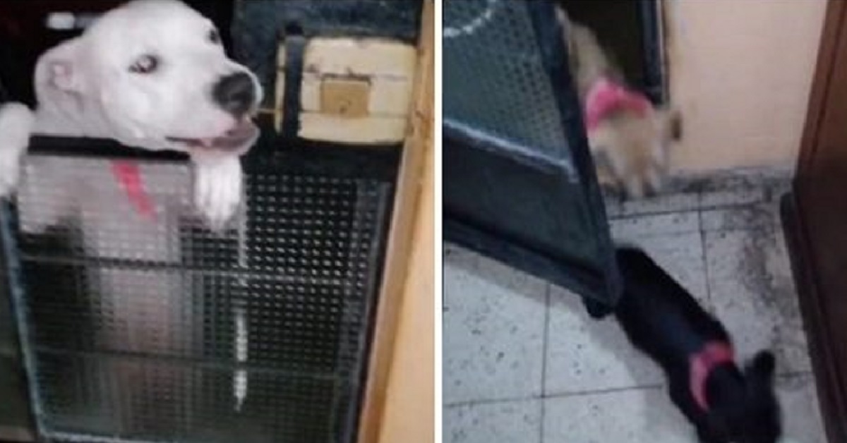 Un cucciolo riesce astutamente ad aprire la porta e a fuggire (VIDEO)